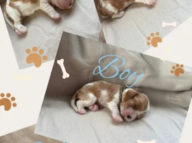 Cavalier King Charles Spaniel