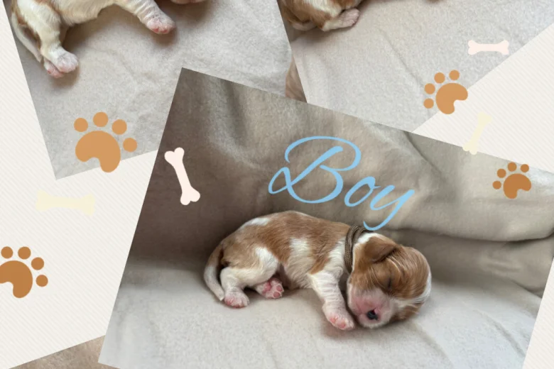 Cavalier King Charles Spaniel
