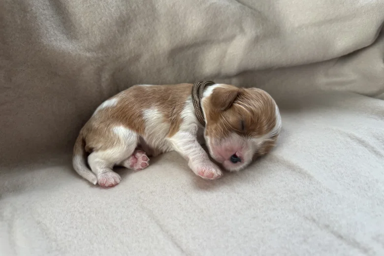 Cavalier King Charles Spaniel