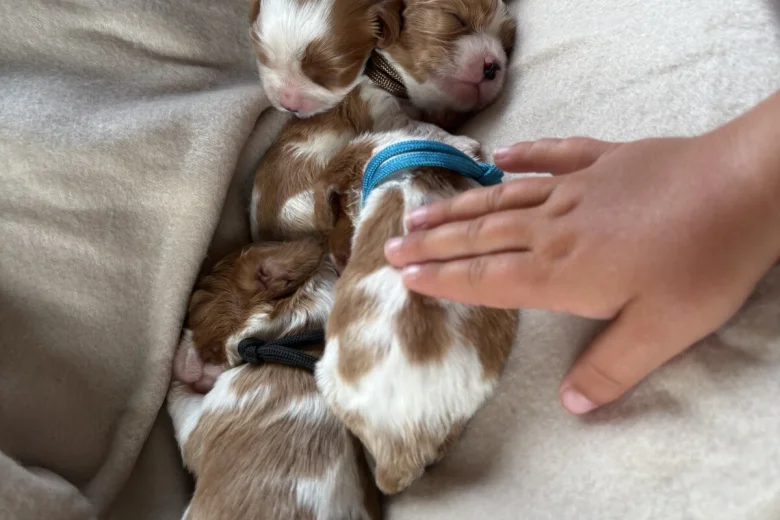 Cavalier King Charles Spaniel