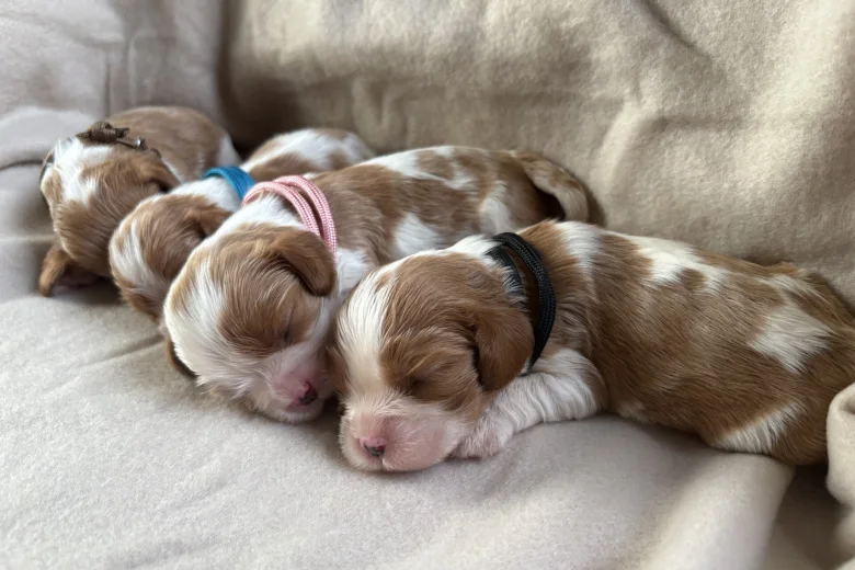 Cavalier King Charles Spaniel