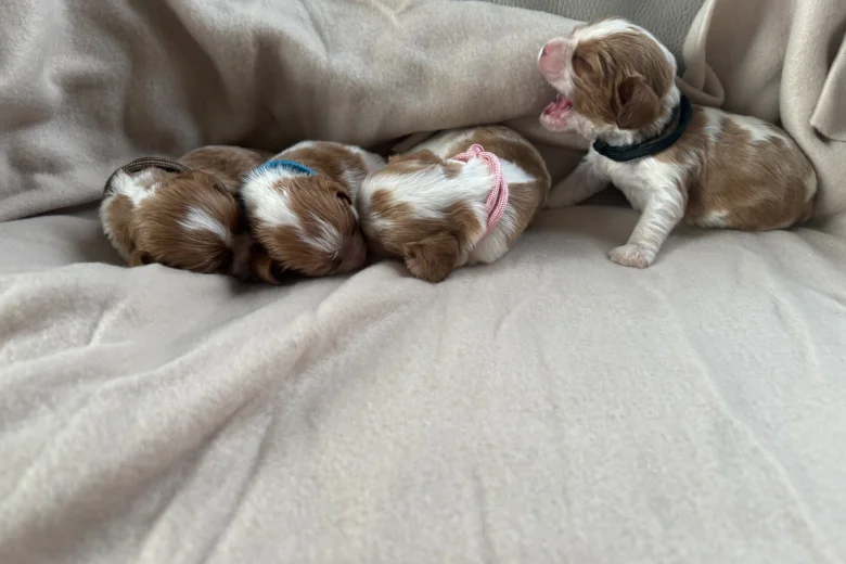 Cavalier King Charles Spaniel