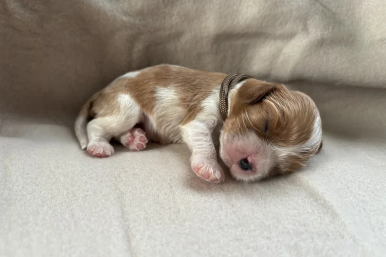 Cavalier King Charles Spaniel