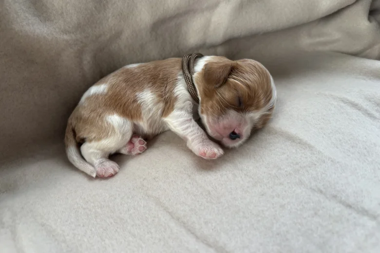 Cavalier King Charles Spaniel