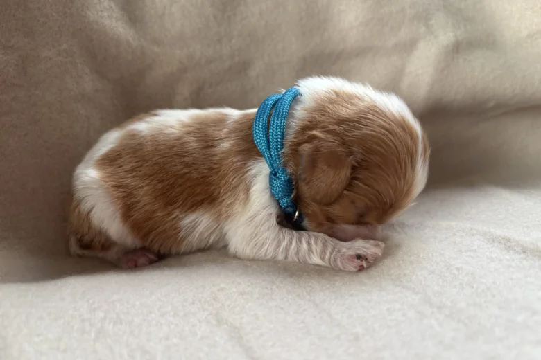 Cavalier King Charles Spaniel