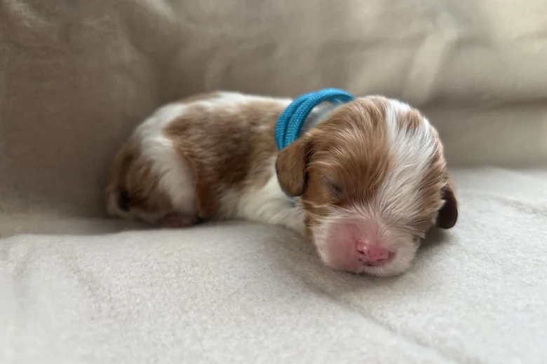 Cavalier King Charles Spaniel