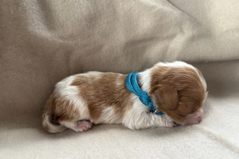 Cavalier King Charles Spaniel
