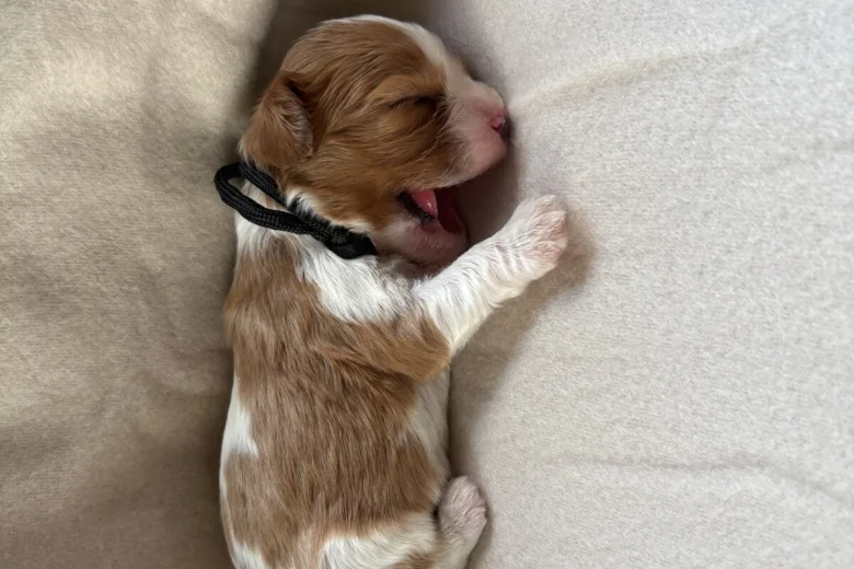 Cavalier King Charles Spaniel
