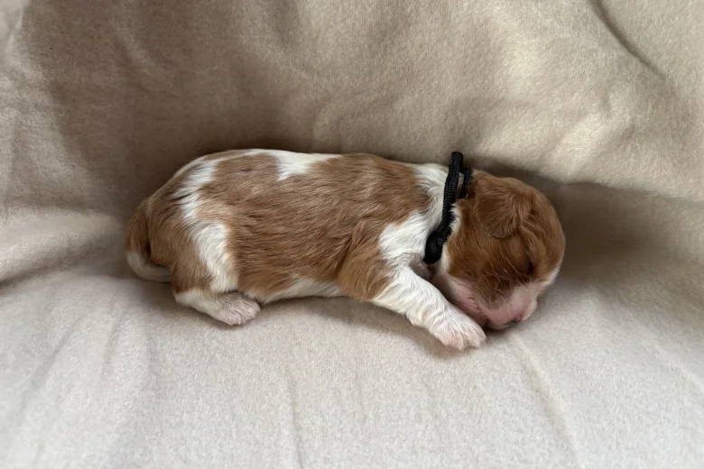 Cavalier King Charles Spaniel