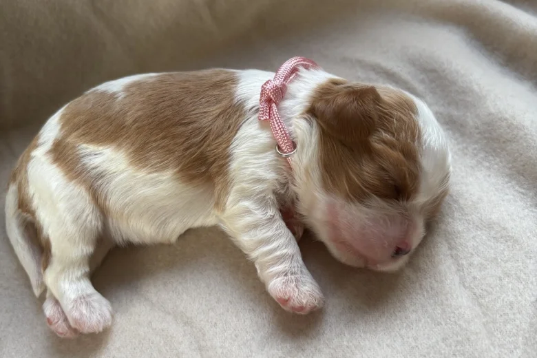 Cavalier King Charles Spaniel