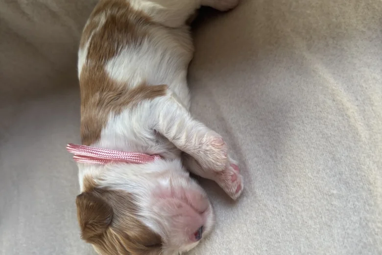 Cavalier King Charles Spaniel