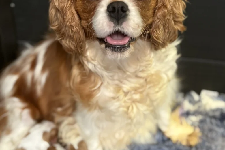 Cavalier King Charles Spaniel