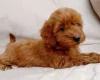 Cavapoo