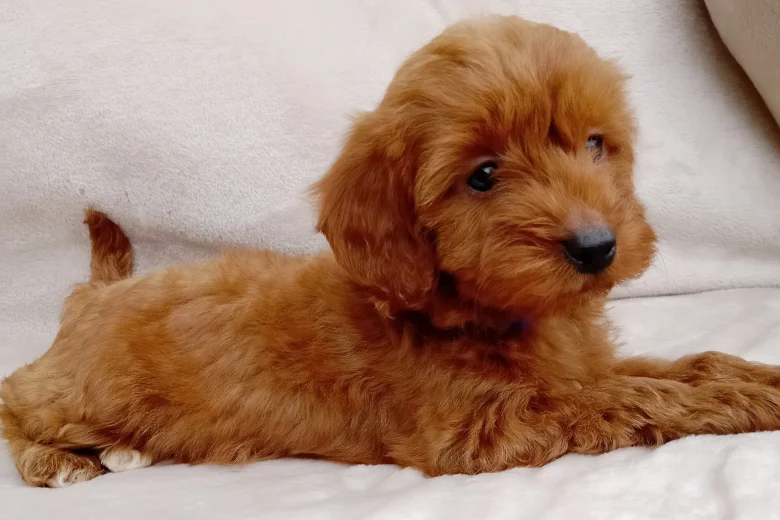 Cavapoo