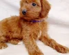 Cavapoo