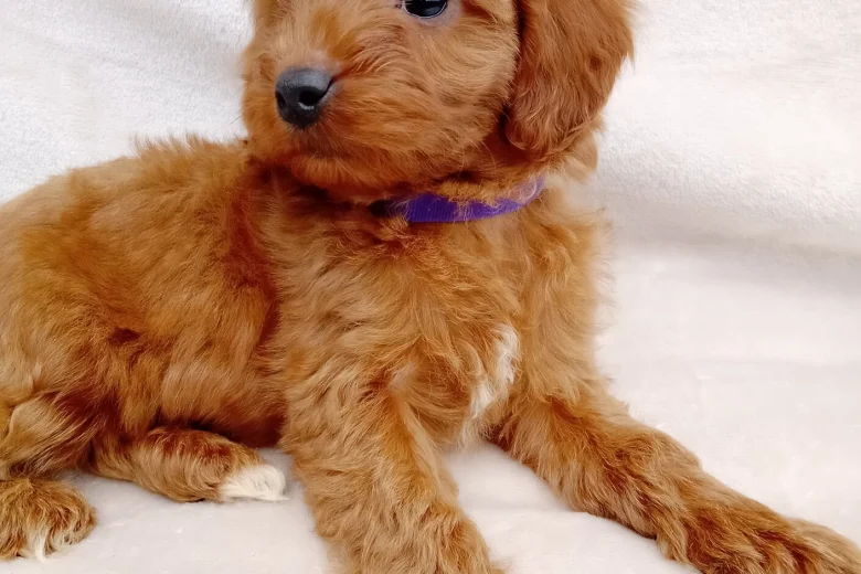 Cavapoo