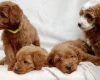 Cavapoo