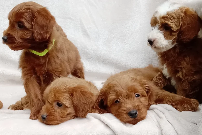 Cavapoo
