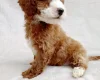 Cavapoo