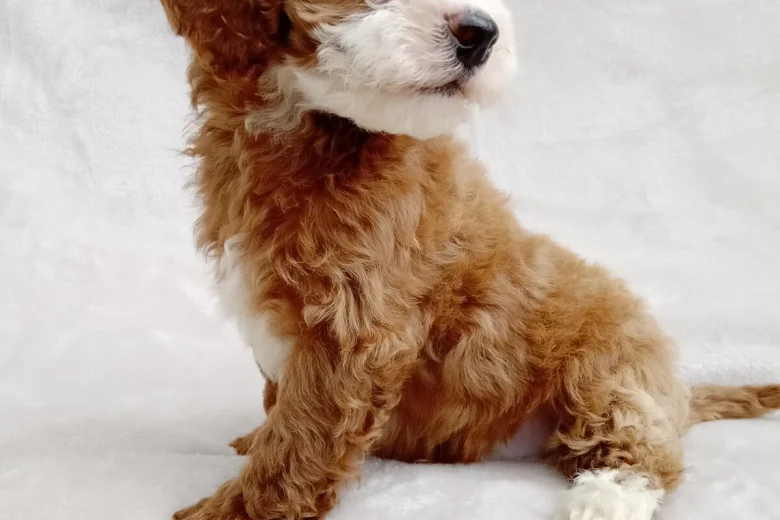 Cavapoo