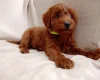 Cavapoo