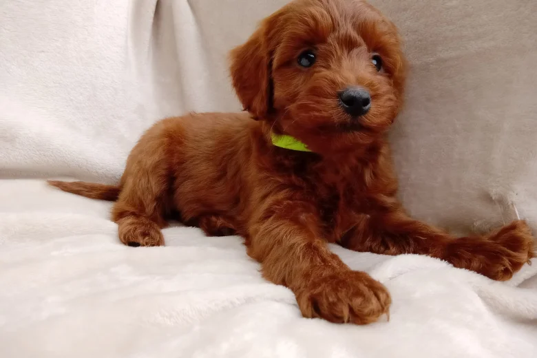 Cavapoo