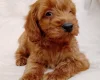Cavapoo