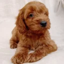 Cavapoo