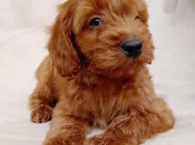 Cavapoo