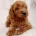 Cavapoo