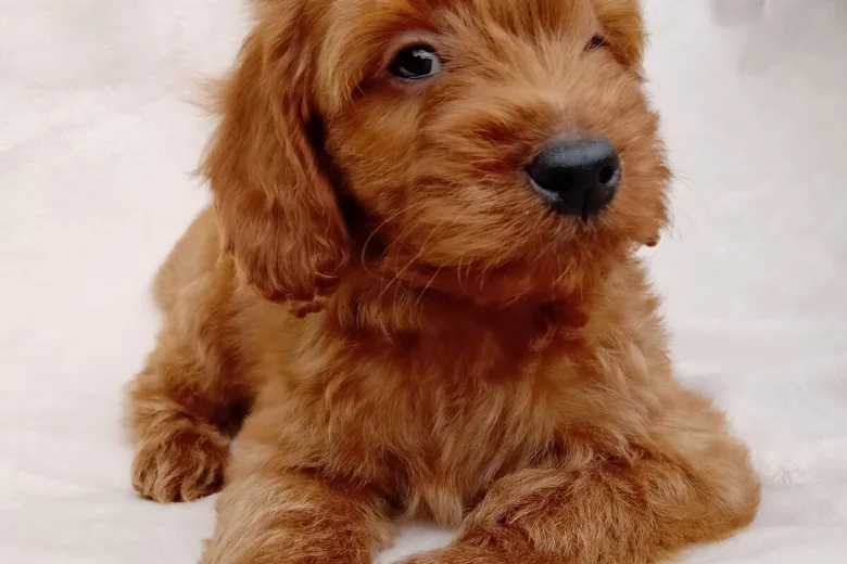 Cavapoo