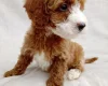 Cavapoo