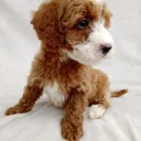 Cavapoo