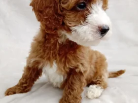 Cavapoo