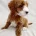 Cavapoo