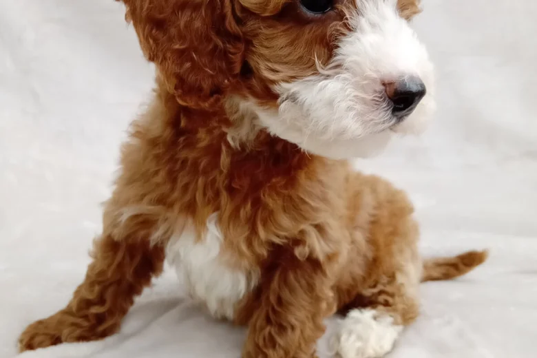Cavapoo