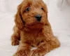 Cavapoo