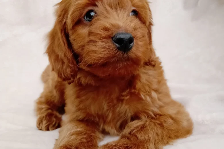 Cavapoo