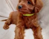 Cavapoo