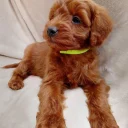 Cavapoo