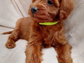 Cavapoo