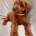 Cavapoo