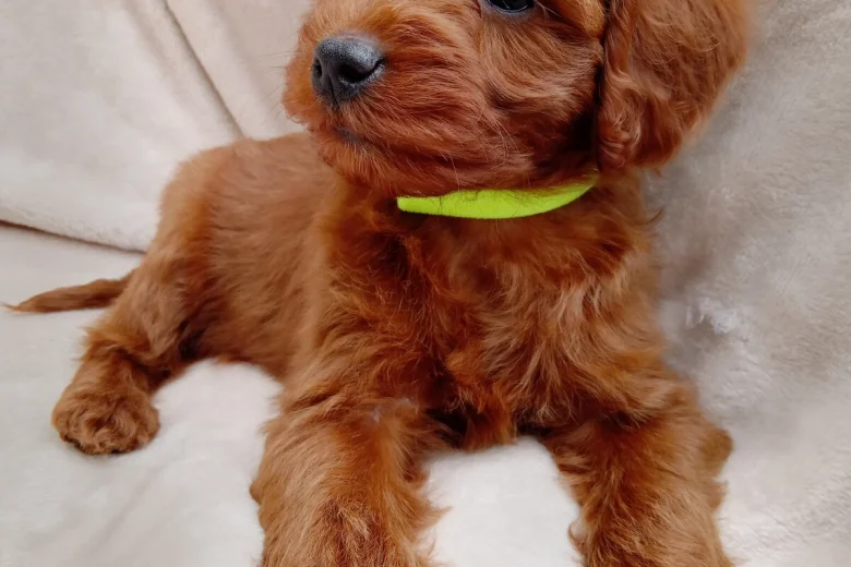 Cavapoo