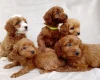 Cavapoo