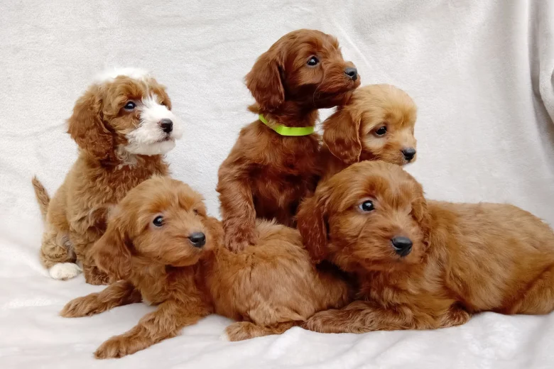 Cavapoo