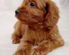 Cavapoo