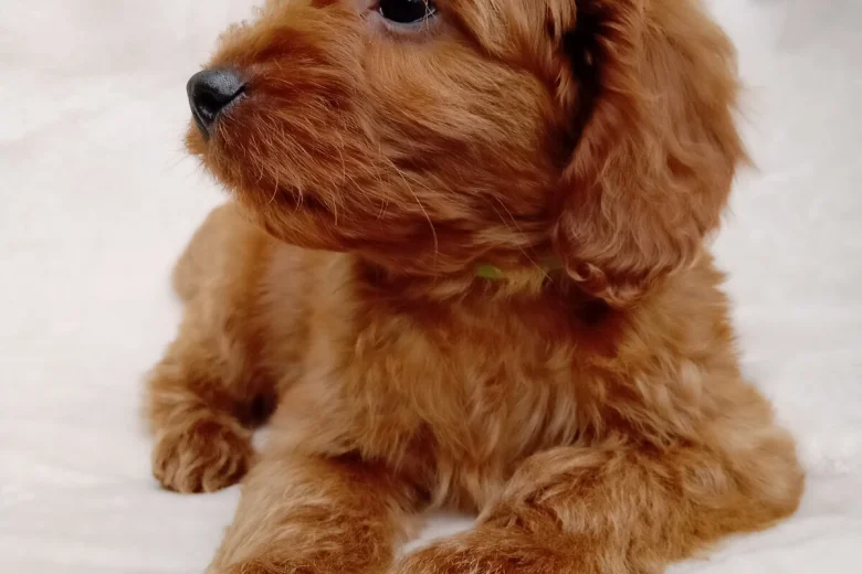 Cavapoo