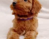 Cavapoo