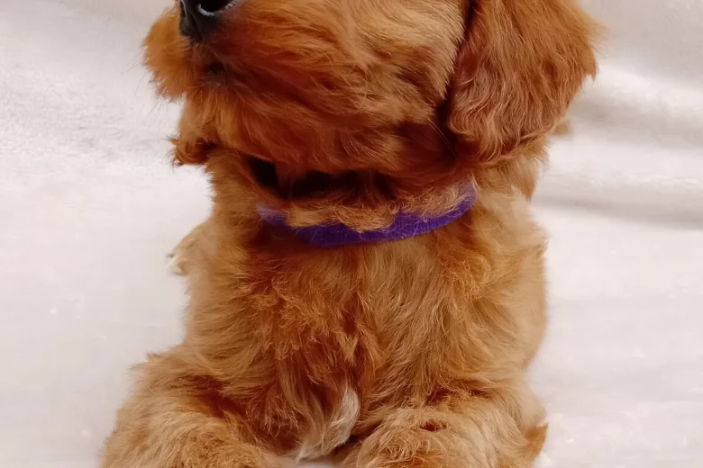 Cavapoo