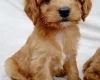 Cavapoo